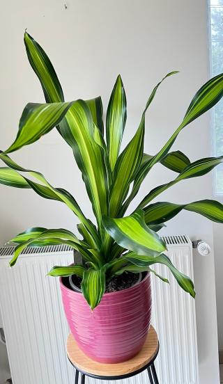 Fleuriste Les fleurs papillonnent 1