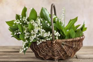 Fleuriste Smeets Ardange 2