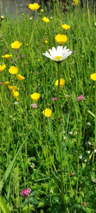 Fleuriste Capucine Fleurs 0