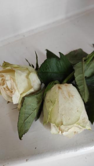 Fleuriste Les 1001 Fleurs 0