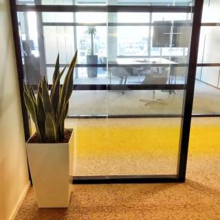 Fleuriste D-Plantes / Location de plantes pour bureaux / Paris 0