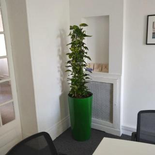 Fleuriste D-Plantes / Location de plantes pour bureaux / Paris 0