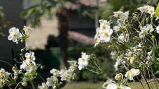 Fleuriste Hugo le fleuriste 1