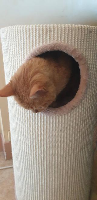 Fleuriste Le Scalaire Bleu 0