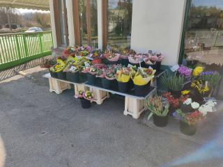 Fleuriste Dewaghe Fleurs 0