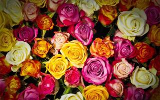 Fleuriste Rose Pastel 0
