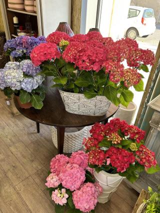 Fleuriste Fleurs Campagne Valérie Bauer 0