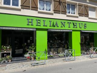 Fleuriste Hélianthus 0