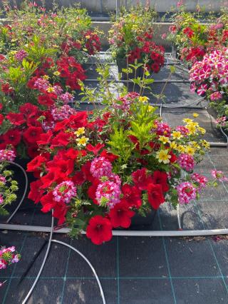 Fleuriste Les Serres De Chloé EARL 0