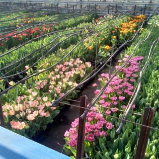 Fleuriste Taverney fleurs 0