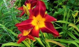 Fleuriste Carrefour Fleurs 0