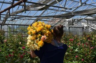 Fleuriste Bluema Fleurs d'Alsace 0