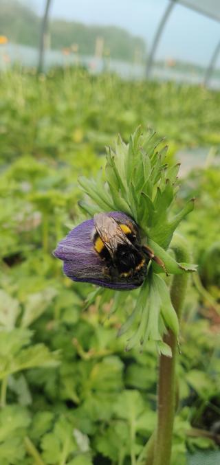 Fleuriste Pétales, fleurs en Berry 0