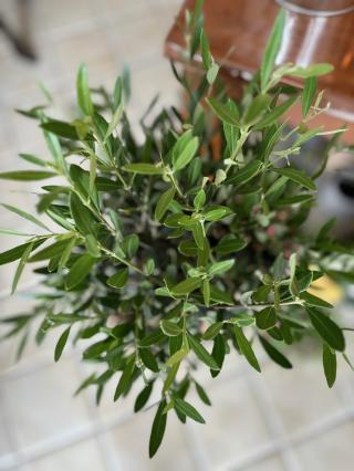 Fleuriste La Fleur d'O 0