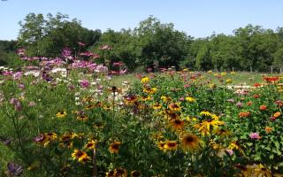 Fleuriste Les Fleurs d'Ans 1
