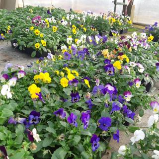 Fleuriste Jardin de la Dive 0