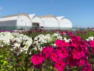 Fleuriste Les Serres Desrumaux 0