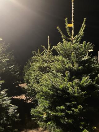 Fleuriste Sapins Rudloff 0