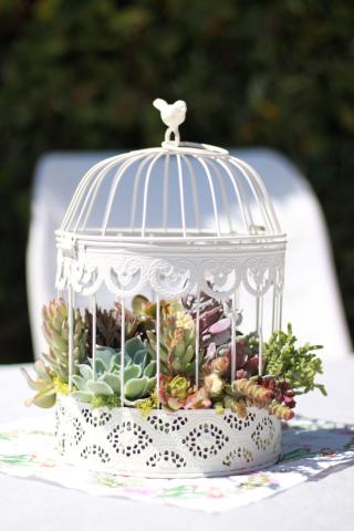 Fleuriste Idées Succulentes 0