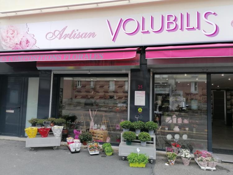 VOLUBILIS
