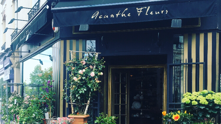 Acanthe