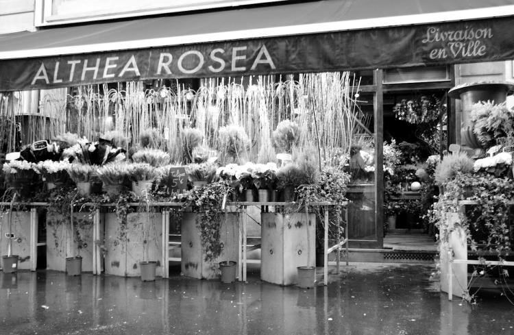 Althéa Roséa