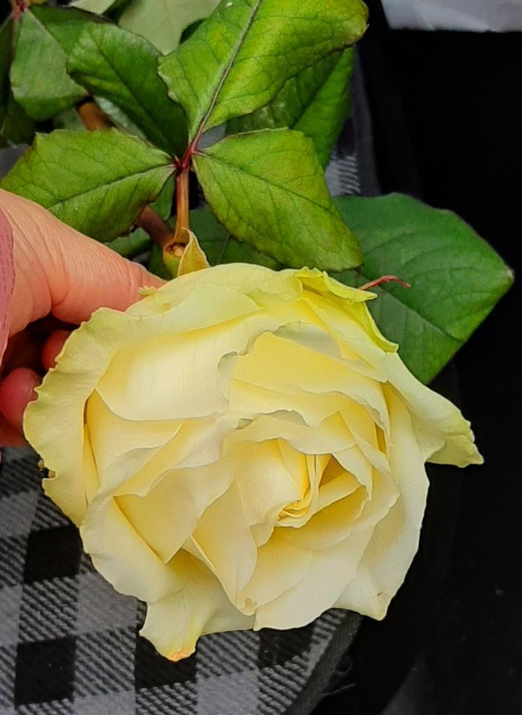 FLEURS CAPUCINE