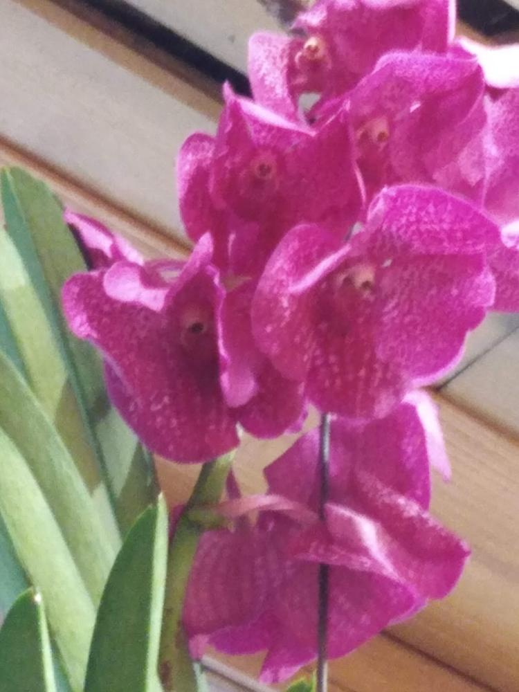 Fleurs de Guise