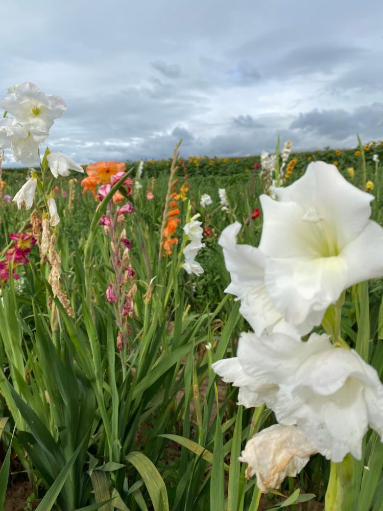 Fleurs à couper 67