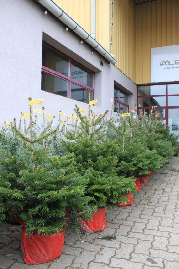 Sapins de Noël (Turckheim près de Colmar, Centre-Alsace, Alsace)