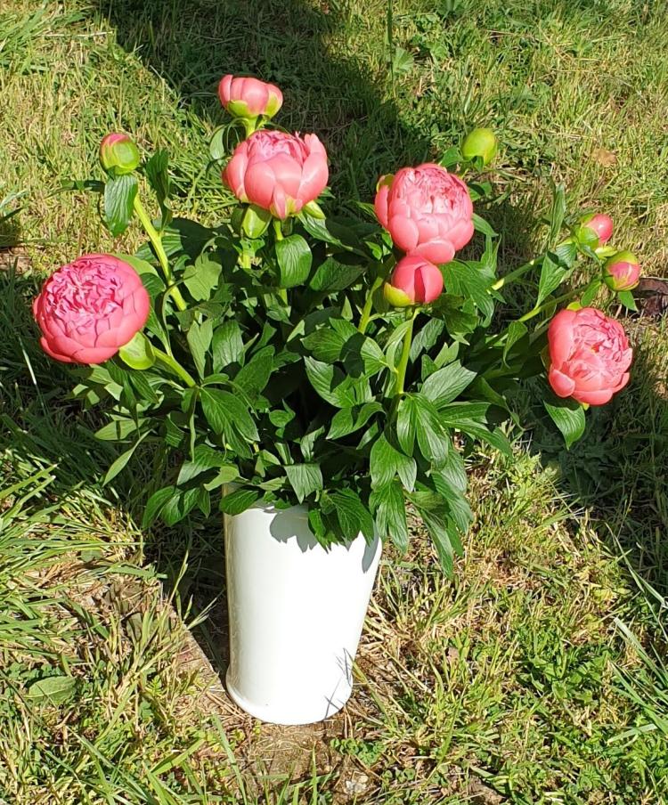 Eléa les Fleurs et Vous. Par JOUVE Yéla.