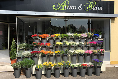 Arum et sens