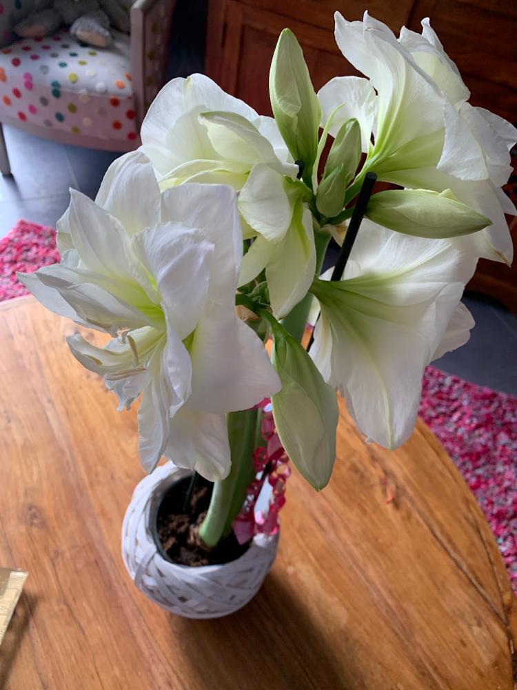 Floréal Fleur