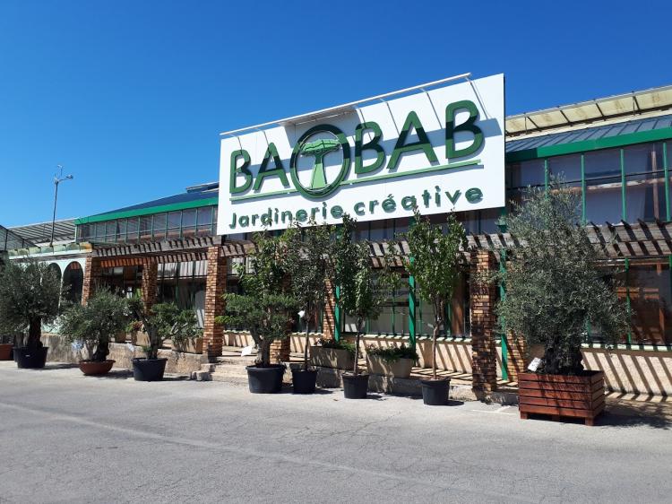 Baobab - Jardinerie Créative