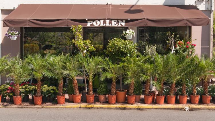 Pollen