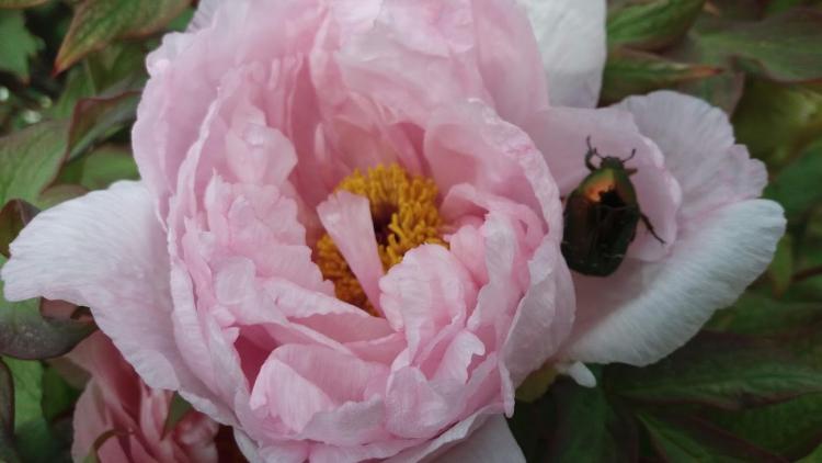D'une Fleur A L'Autre