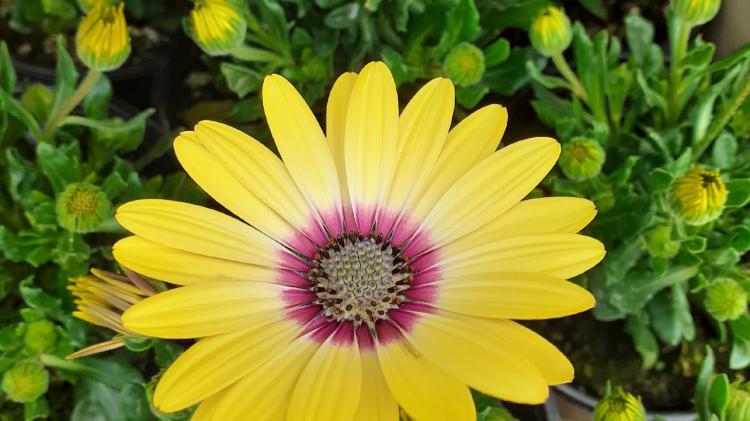 HORTICULTURE MAURIZOT DEMENEIX