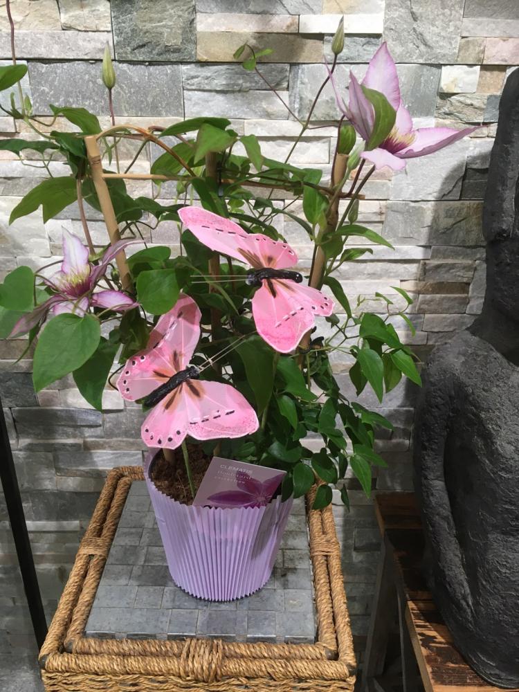 Le Chant des Fleurs