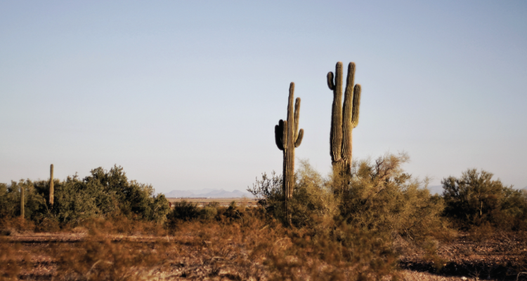 Au Cactus Médocain