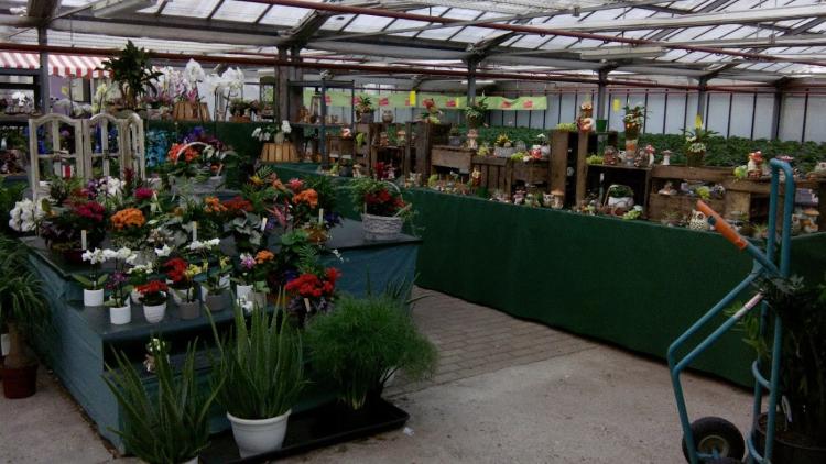 Horticulture Guyot