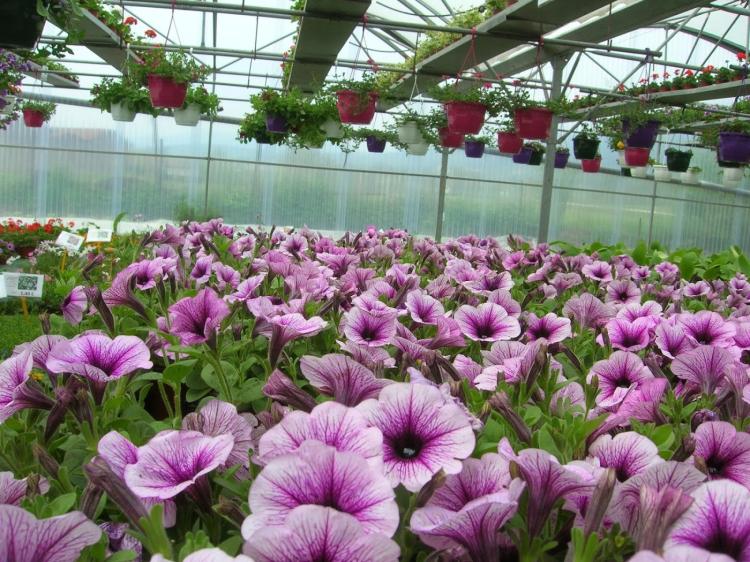HORTICULTURE DE DIOS