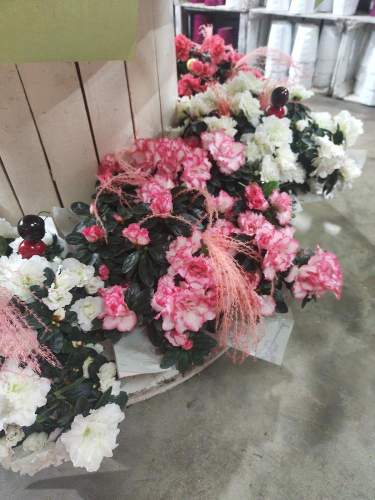 Servifleurs