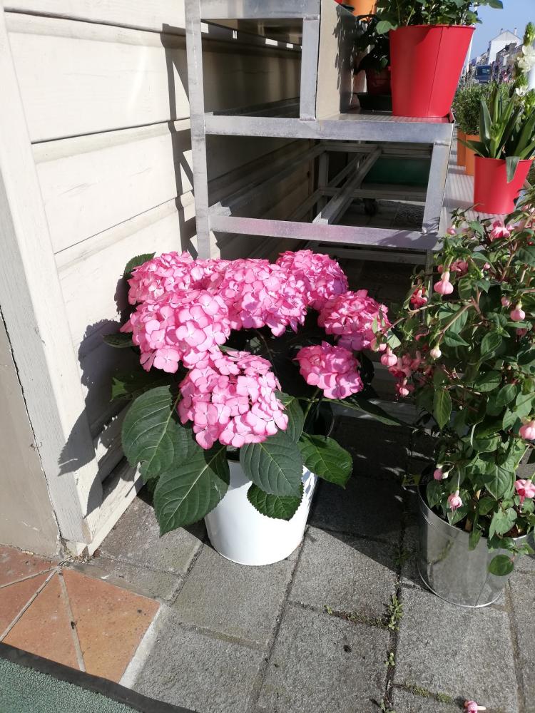 Le Jardin des Fleurs