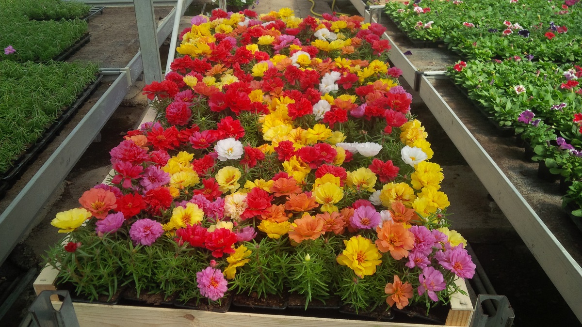 Fernandez - Horticulteur - Fleurs