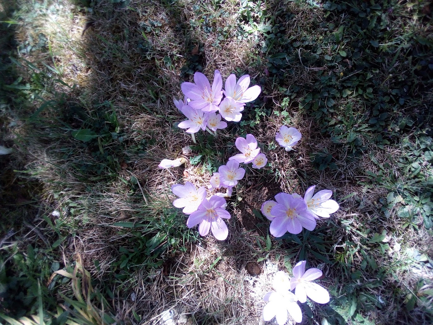 Les Fleurs du Fourquet